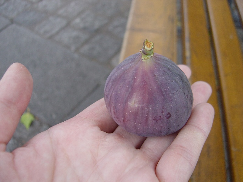 �C�`�W�N[eine&nbsp;Feige]