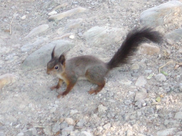 �V�F�[���u�����{�a[Schloß&nbsp;Schönbrunn]