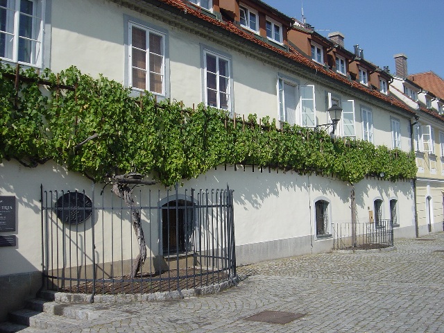 ���E�ŌẪu�h�E�̖�[Stara&nbsp;trta&nbsp;v&nbsp;Mariboru]